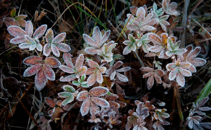 Frost On Lupine 5786.jpg